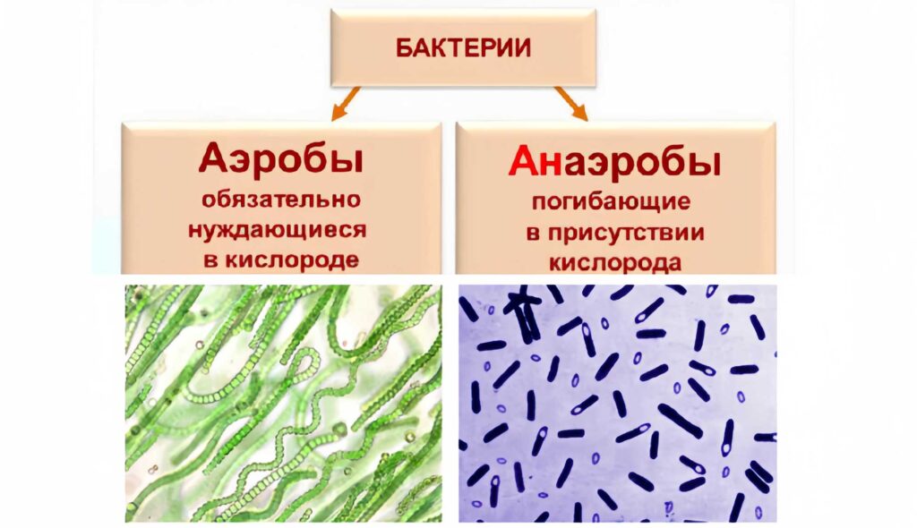 Разновидности бактерий для септика